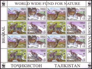 Tajikistan Wwf Bharal Sheetlet Of 4 Sets Mnh Sg 282 - 285 Mi 392 - 395 Sc 266 A - D