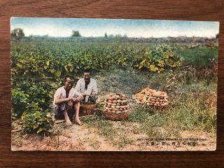 China Taiwan Old Postcard Picture Joyful Farmers In The Melon Field
