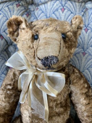 Rare Wonderful Early antique steiff ? 16” bear Overall For Age LOOK 2