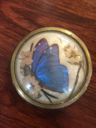 Victorian/vintage Butterfly And Flower Taxidermy,  Paperweight?