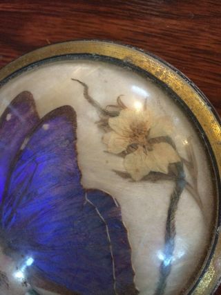 Victorian/vintage Butterfly and flower taxidermy,  paperweight? 2