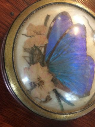 Victorian/vintage Butterfly and flower taxidermy,  paperweight? 3