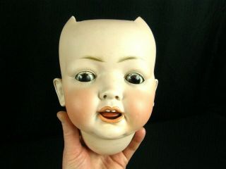 Humongous Antique Kley & Hahn K&h 167 - 15 German Bisque Character Doll Head Only