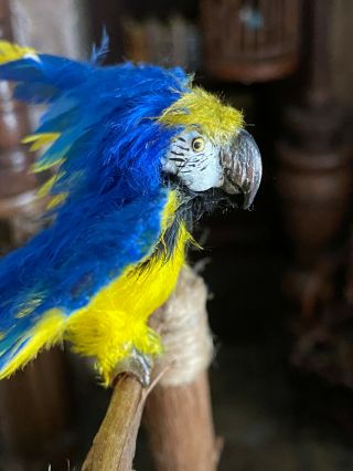 Vintage Miniature Dollhouse Artisan Feathered Blue Yellow Toucan Parrot Bird Pet