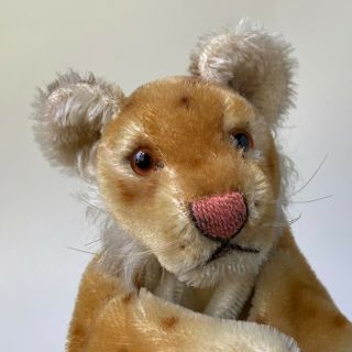Rare Steiff 1949 - 61 Lion Cub Hand Puppet German Wild Cat Lioness Animal Toy