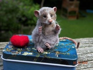 OOAK Realistic Miniature Baby Rat Mouse Artist Hand Sculpted by Angelica 2 