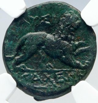 Lysimacheia In Thrace Authentic Ancient 196bc Greek Coin Athena Lion Ngc I82625