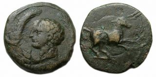 Carthage Zeugitania Ae : Male Head Within Grain Ears / Horse Prancing