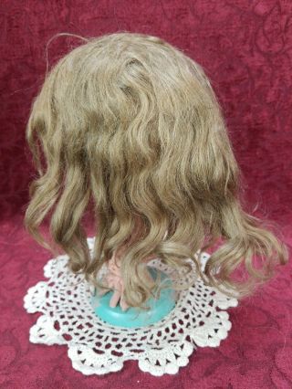 Antique Brown Human Hair Wig For Your French / German Bisque Head Doll