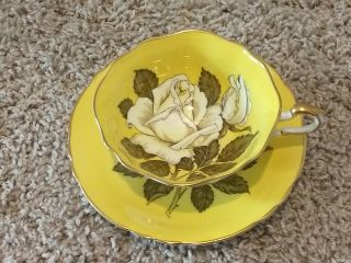 Paragon Cup And Saucer Floating Large White Rose On Yellow Double Warrant Rare 2