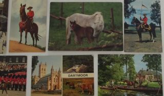 WORLD WIDE 13 OLD POSTCARDS HORSES MOS OF THEM SENT TO ISRAEL 2
