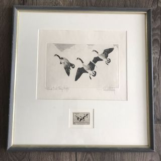 1936 - 1937 Federal Duck Stamp & Print “ Canada Geese” Signed By Richard Bishop