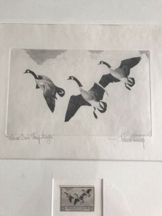 1936 - 1937 Federal Duck Stamp & Print “ Canada Geese” Signed By Richard Bishop 2