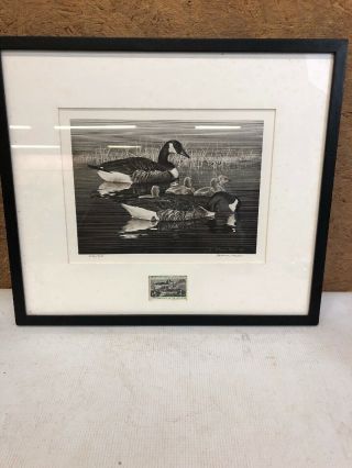 1976 Federal Duck Stamp Print Alderson Magee With Stamp 3405/3600