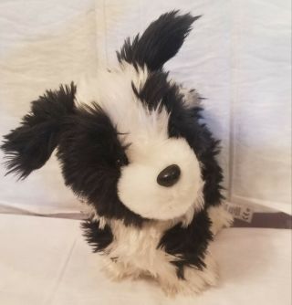 American Girl Rembrand Puppy Dog 7 " Border Collie Black White Saige 