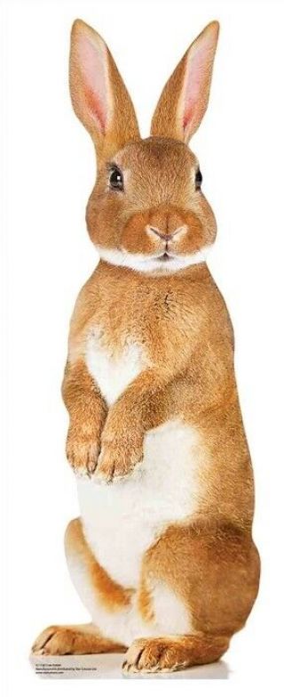Brown Rabbit Cute Mini Cardboard Cutout / Standee / Standup Easter Hare Bunny