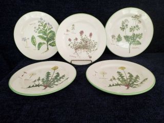 Set Of 5 Williams - Sonoma Culinary Herbs 8 3/4 " Luncheon Plates