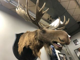 Very realistic Moose Prop Puppet from horror legend Evil Dead the Musical 2