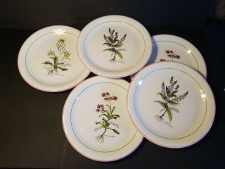 5 Primula 10 " Dinner Plates Botanicals Italian Decorata A Mano Made In Italy