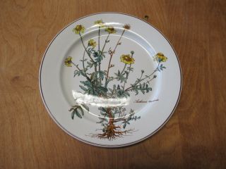 Villeroy & Boch Botanica Luncheon Plate 9 1/2 " Anthemis W Root 1 Ea 1 Available