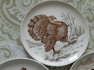3 Vintage Copeland Spode Wild Game Birds Brown Bread and Butter Plates 3