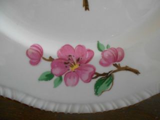 Apple Blossom Dinner Plate (s) 9.  25 