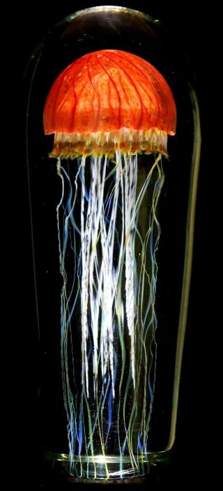 Large Captivating Rick Satava Pacific Coast Jellyfish Art Glass Sculpture 12.  5 "