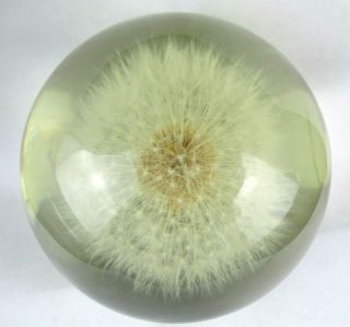 Early Hafod Grange Resin Paperweight With Real Dandelion - Pewter Rose Mark