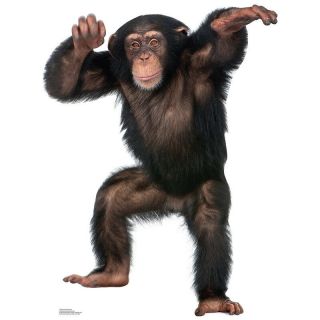 Chimpanzee Lifesize Cardboard Cutout Standee Standup Poster Monkey