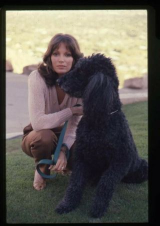 Jaclyn Smith Charlies Angels Era Posing With Poodle 35mm Transparency