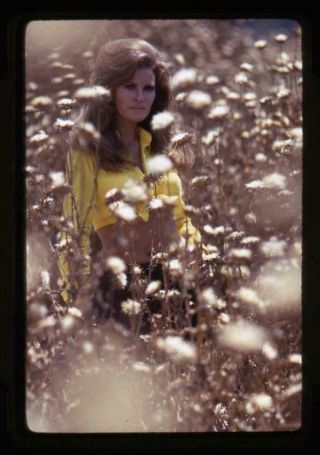 Raquel Welch Gorgeous Glamour Pin Up Yellow Tank Top 35mm Transparency
