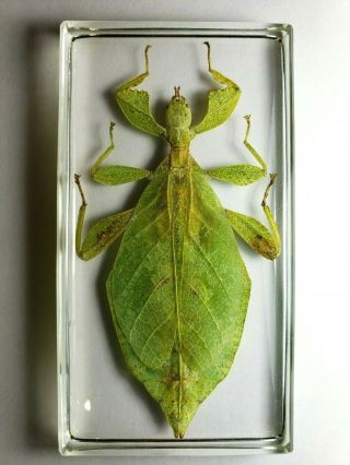 Phyllium Hausleithneri.  Real Leaf Mimic Insect Resin Encapsulation