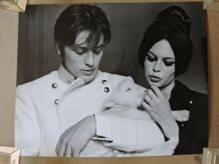Brigitte Bardot And Alain Delon With A Lamb Orig Candid Photo By Bonnotte 1961