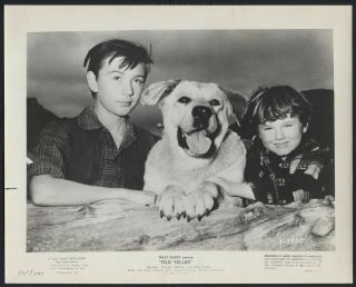 Old Yeller ’65 Childstar Tommy Kirk Yellow Dog Kevin Corcoran Walt Disney