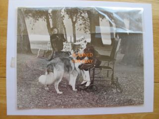 Angela Cartwright And Collie Scene From Lad:a Dog 8x10 Glossy B&w Photo