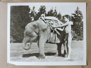 Johnny Sheffield With A Baby Elephant Orig Candid Photo 1939 Tarzan Finds A Son