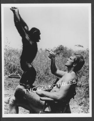 8x10 Photo Tarzan 1960s Tv Series Ron Ely With Chimp Monkey