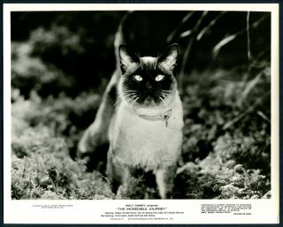 The Incredible Journey ’63 Tao The Cross Eyed Siamese Cat