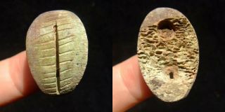 A Green Bone Cowry Shell (shell Money) - Shang Dynasty (1766bc - 1122bc) B36