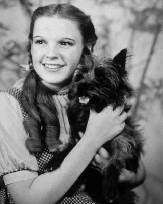 1939 The Wizard Of Oz 8x10 Photo Actress Judy Garland Poster Dorothy Print