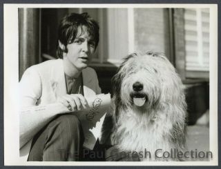 Beatles 72 Press Photo - Paul Mccartney With Martha - 1968 - Estq