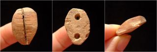 A Bone Cowry Shell (shell Money) - Shang Dynasty (1766bc - 1122bc) 1483