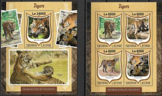 Sierra Leone - 2016 Mnh " Nature - Tigers " Two Souvenir Sheets