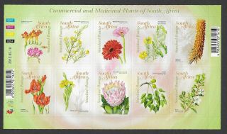 South Africa 2012 Commercial And Medicinal Plants