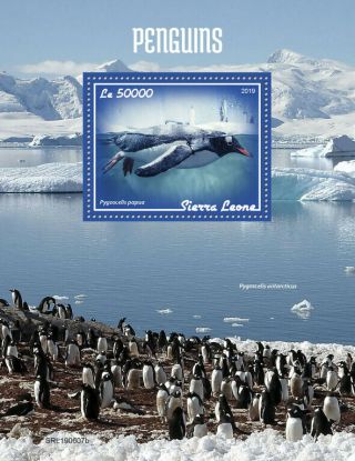 Sierra Leone 2019 Fauna Penguins S201908