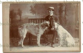 Old Cabinet Photo Young Man With Saluki Type Dogs G.  T.  Jones Kingston On Thames