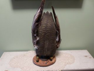 Tip Up Black Duck Decoy By D W Nichol Of Smiths Falls Ont.