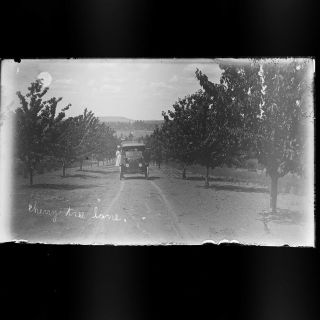 Old Car In Cherry Orchard Photo Glass Plate Negative 5.  5 X 3.  25 Farm