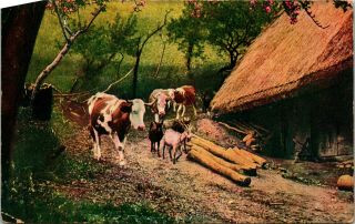 Vtg 1908 Postcard Farm Scene Cows & Goats - Owens,  Mississippi Postmark