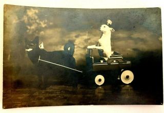 Vintage Rppc Postcard Studio Circus Trick Dogs Bell Riding Cart Unposted Azo